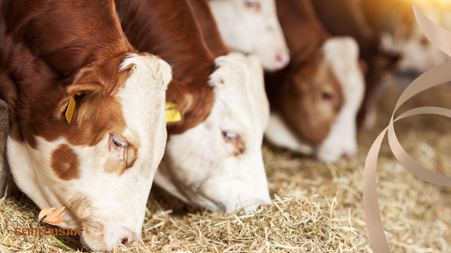 Pet Feed Livestock Aqua-1 (2)