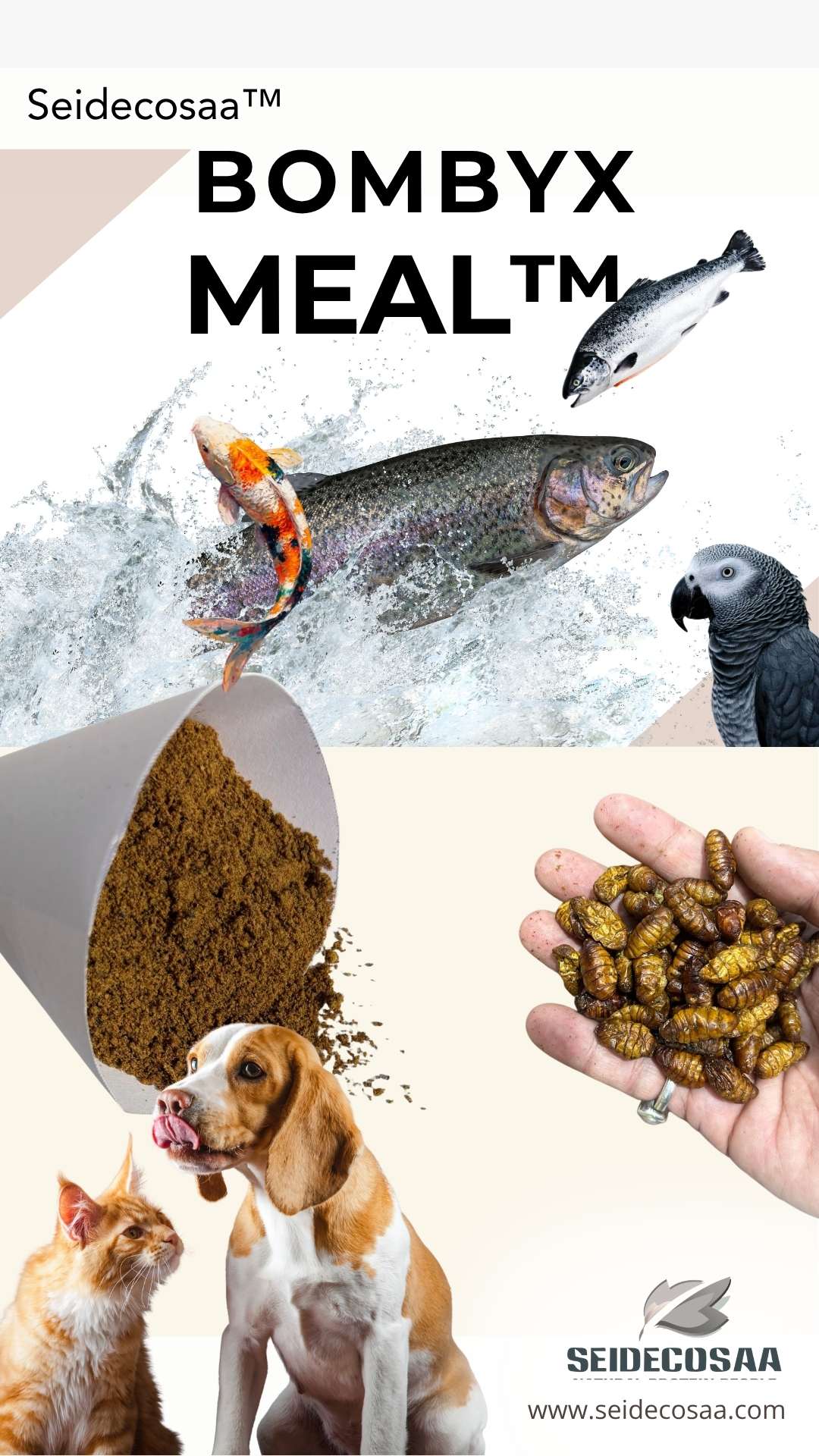 Enhance Animal Health, Boost Feed Efficiency, and Maximize Productivity with This Next-Gen Feed Ingredient